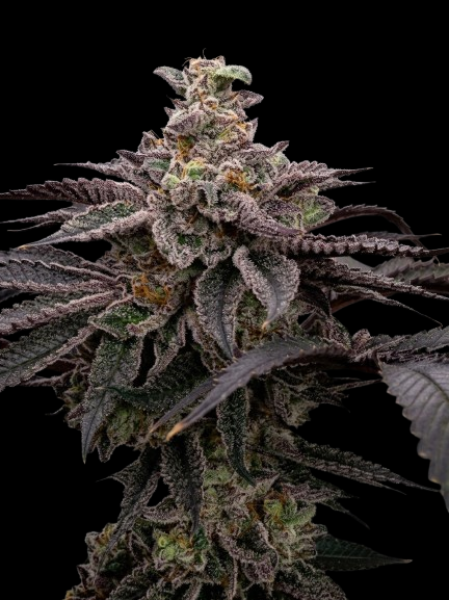 London Pound Cake x Bubba